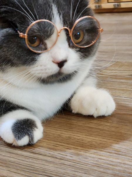  Mắt kính phụ kiện cho chó mèo 