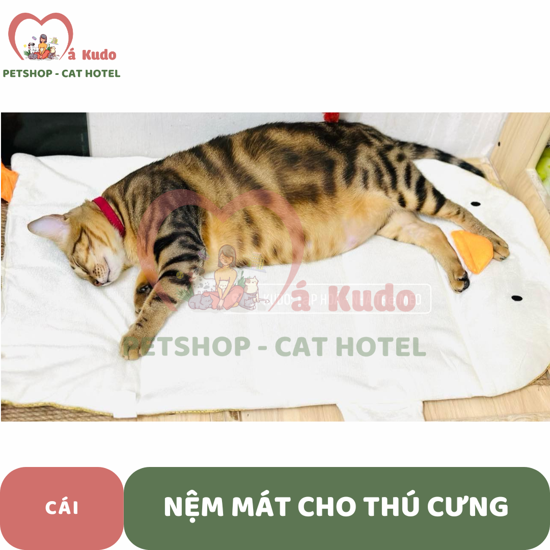  Nệm mát dành cho thú cưng 
