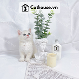  Mèo Anh Lông Ngắn Màu Silver Golden - ALN139 