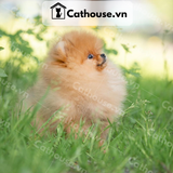  Chó Phốc Sóc ( Pomeranian ) Màu Orange - CPS011 