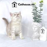  Mèo Anh Lông Ngắn Màu Silver Tabby - ALN0449 