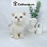  Mèo Anh Lông Ngắn Màu Silver Shaded Fold - ALN0379 