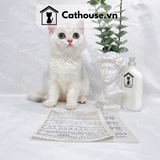  Mèo Anh Lông Ngắn Màu Silver Shaded - ALN0335 