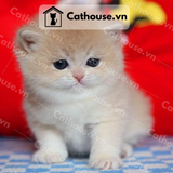  Mèo Anh Lông Ngắn Màu Golden - ALN0929 