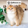  Mèo Anh Lông Ngắn Màu Golden - ALN0923 