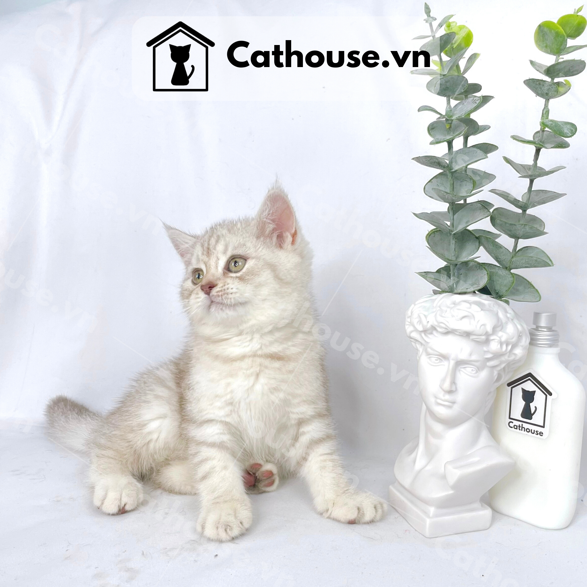  Mèo Anh Lông Ngắn Màu Silver Tabby - ALN0449 