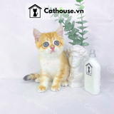  Mèo Anh lông ngắn màu Golden - ALN0972​​​​​​​ 