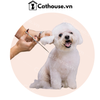  Cắt tỉa chó Poodle mặt tròn - Kiểu Teddy Bear 