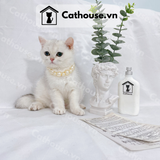  Mèo Anh Lông Ngắn Màu Silver Shaded - ALN0336 