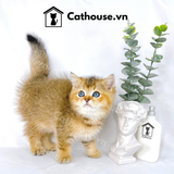  Mèo Anh Lông Ngắn Màu Golden Tabby - ALN0746 