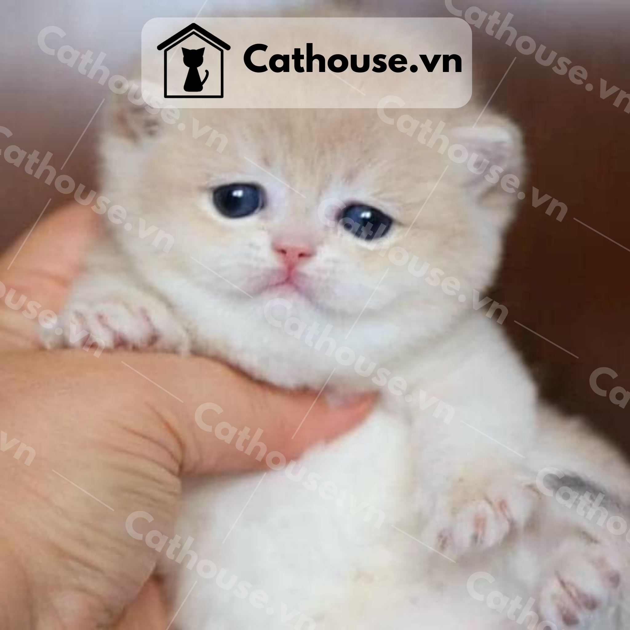  Mèo Anh Lông Ngắn Màu Golden - ALN0929 