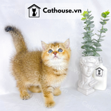  Mèo Anh Lông Ngắn Màu Golden Tabby - ALN0746 