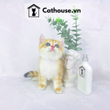  Mèo Anh lông ngắn màu Golden - ALN0972​​​​​​​ 