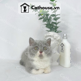  Mèo Anh Lông Ngắn Màu Bicolor - ALN0275 