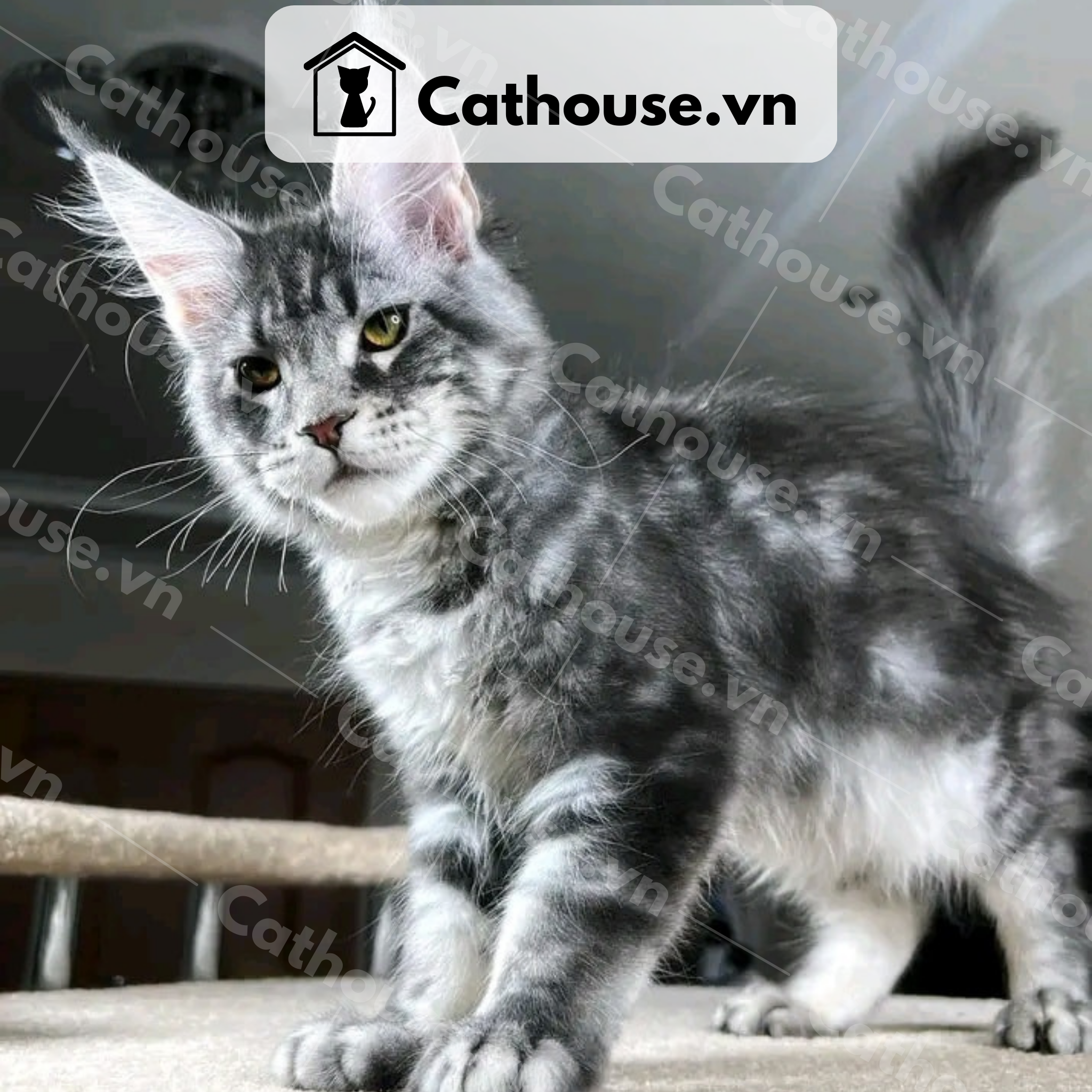  Mèo Maine Coon - MNC023 