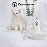 Mèo Anh Lông Ngắn Màu Silver Shaded - ALN0335 