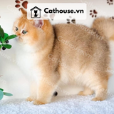  Mèo Anh Lông Ngắn Màu Golden - ALN0923 