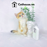  Mèo Anh lông ngắn màu Golden - ALN0972​​​​​​​ 