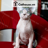  Mèo Sphynx - SPX0512 
