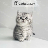  Mèo Munchkin Màu Silver Tabby - ALN17184 