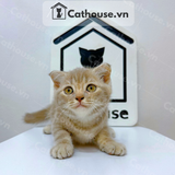  Mèo Anh Lông Ngắn Màu Classic Tabby - ALN06179 