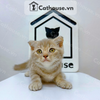  Mèo Anh Lông Ngắn Màu Classic Tabby - ALN06179 