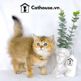  Mèo Anh Lông Ngắn Màu Golden Tabby - ALN0746 