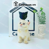  Mèo Anh lông ngắn màu Silver Tabby - ALN0485 