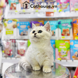  Mèo Munchkin Màu Silver - ALN17190 