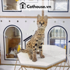  Mèo Serval - SV0411 