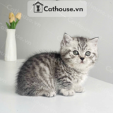  Mèo Munchkin Màu Silver Tabby - ALN17184 