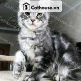  Mèo Maine Coon - MNC023 