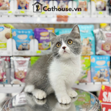  Mèo Munchkin Màu Bicolor- ALN17188 