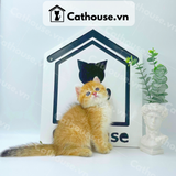  Mèo Anh lông ngắn màu Golden Tabby - ALN1483 