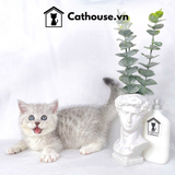  Mèo Anh Lông Ngắn Màu Silver Tabby - ALN0448 