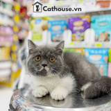  Mèo Munchkin Màu Bicolor- ALN17187 