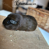  Bọ Ú Teddy màu Chocolate - GNP011 