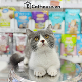  Mèo Munchkin Màu Bicolor- ALN17188 