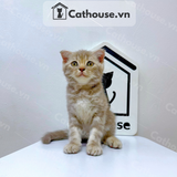  Mèo Anh Lông Ngắn Màu Classic Tabby - ALN06179 