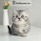  Mèo Munchkin Màu Silver Tabby - ALN17184 