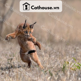  Mèo Caracal - CRC0310 