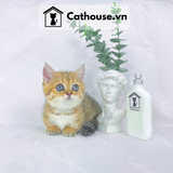  Mèo Munchkin Màu Golden Tabby - ALN1770 