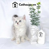  Mèo Anh Lông Ngắn Màu Silver Tabby - ALN0448 