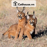  Mèo Caracal - CRC0310 