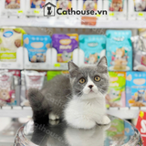  Mèo Munchkin Màu Bicolor- ALN17188 