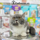  Mèo Munchkin Màu Bicolor- ALN17187 