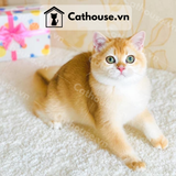  Mèo Anh Lông Ngắn Màu Golden - ALN0930 