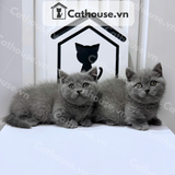  Mèo Munchkin Màu Xanh - ALN17160 