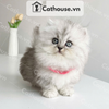  Mèo Munchkin Màu Silver - ALN17185 