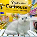  Mèo Munchkin Màu Silver - ALN17177 